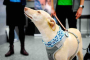 新型コロナ感染の有無かぎ分ける空港犬　PCR検査より早い　フィンランド