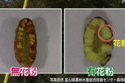 岸田、“花粉飛ばさないスギ”植え替え加速へ ]