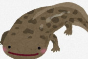 【環境】地球温暖化影響で　絶滅危惧種「トウキョウサンショウウオ」この40年間で大型化