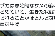 朝日新聞、水族館の「生きた化石」の深海のサメにフラッシュを炊いてしまう。→その後死亡