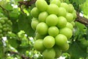 【山のブドウ】大きなブドウ作らないで！　JAや岡山県などが異例の呼び掛け