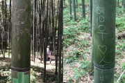 「ヒョンウ♡スビン」って誰？日本の観光名所、竹に名前を刻んだ韓国人＝韓国の反応