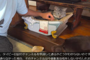 【悲報】子猫救出系Youtuber｢動画の収益化無効になったからもう動画投稿すんのやめよっかなーｗｗｗｗｗｗｗｗ｣