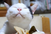 食べ物にご満悦すぎる日本の猫　海外でかわいいと話題に