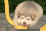 なんだこの愛らしすぎる生き物は。ブランコを楽しむモフモフ犬。海外の反応