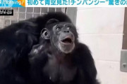 【画像】産まれて初めて青空を見上げたチンパンジーの表情が話題に