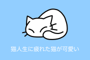 日本の猫カフェにいた「猫人生に疲れた猫」が可愛すぎると話題に！【台湾人の反応】
