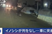 【悲報】女性「え、まって、前にイノシシいるんだけど！？」友人「うふふふ」