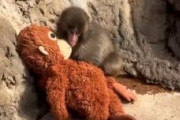 パンチくん、アメリカの全国ニュース番組に登場 「Punch the Monkey」として紹介される