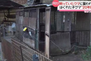 【悲報】ペットのクマに襲われ男性死亡・・・