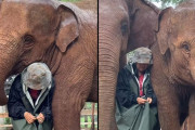やさしい世界。飼育員が濡れないよう2頭の象が体を寄せて雨よけとなる