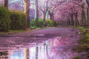 海外「大阪の桜が綺麗過ぎる・・・」大阪の桜並木が美しいと海外絶賛！