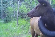 【米国】野生のシカの首にかかったタイヤ、ようやく取り外しに成功！