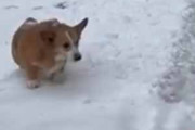 【イヌ】 お父さんが「雪かき」をしていた。パパ頑張って！ → 手伝う犬はこちらです…
