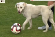 【動画】サッカー試合中に白い犬が乱入 華麗なドリブルを披露ｗｗｗｗｗｗｗｗ