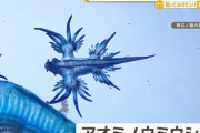 強い毒性を持つ生物「ブルードラゴン」発見…スペインで海水浴禁止に！