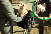 犬用の自転車欲しいんだけど・・・お値段なんと13万