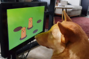 【動物】犬が遊べるテレビゲームが開発中、老化した犬の認知能力向上に期待