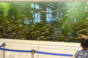イワシ3千匹は「過密」　「いわし資料館」の周遊水槽　動物愛護団体が廃止求める