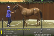 【北海道サマーセール】静内農業高校生産馬をミルファームが落札