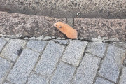 道路にハムスターいたｗｗｗｗｗｗｗｗ