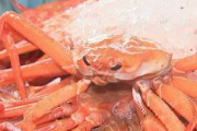 カニ22枚(約3万9,500円相当)盗んだか…自称・魚介類販売業の韓国籍の男（76）逮捕　「盗んでいない。買ったものだ」として容疑を否認　鳥取