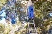 【動画】高いハシゴに登って枝を落としていたきこりに起きた悲劇。