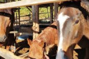 【悲報】引退競走馬年7000頭ほぼ行方不明に・・・・