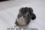 【悲報】もちまるただのブサイク猫になる