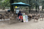 【悲報】鹿さん、鹿せんべいくれる観光客が少なすぎて売り場を包囲してしまう