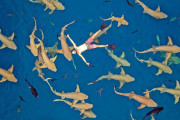 想像してごらん、海に浮かんでいるとその下には大量のサメが泳いでいる姿を！経験したいならモルディブにGO！