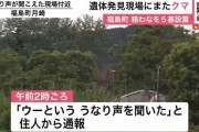 新聞配達員を食い殺したヒグマ、事件現場にまた現れる