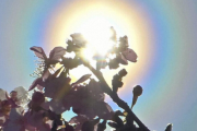 【花粉症】太陽の周りに虹色の輪…　「魔のサークル」出現　“花粉本格飛散” のサインとされる