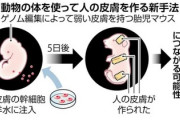 【画像】人類「”人の皮膚”を持つマウスを作った。火傷治療に使えるぞ」
