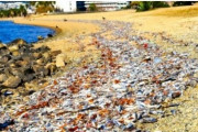 【地震前兆】兵庫県の御前浜公園海岸に「大量のイワシ」が打ち上げられているのを発見！