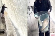 【動画】天才かな？ダム流の内側にカゴを並べるだけで自動で魚が捕り放題に。