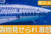 水族館の目玉ジンベエザメ　ロボットだった！客激怒　10万人訪問“返金要求”も　中国