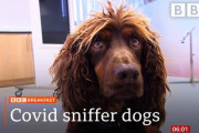 1秒未満で検出！コロナウイルス探知犬　海外の反応