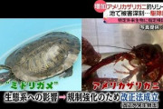 【注意】本日6月1日より、アメリカザリガニ、ミドリガメを逃がすと違法！一度飼ったら最期まで責任を持とう！