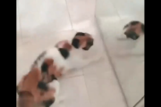 【動画】猫さん、鏡にキレる