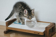 ううちの猫、目の前で水を入れ替えるところを見せないと絶対飲まない。