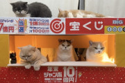 【朗報】猫、宝くじを売り出す
