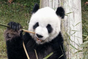 もうすぐ中国に返還予定だったアメリカのパンダ（24）が死んじゃう