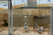 ペットショップで売れ残った鳥はどうなるんだ？ |  言われてみればインコとか鳥類を買ってる客って見た事ないな  |  うちのメキちゃんどう？