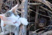 積まれた枝木の山でカワウソと子猫がかくれんぼ。見つかったあとはちょっと激しいじゃれ合いタイム