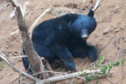 【岡山】ツキノワグマ出没増も狩猟自粛を要請！生態系バランスに配慮