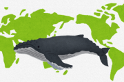 世界初　クジラたちの移動ルートを可視化したマップが作成される　科学者が過去30年間クジラ845頭の衛星追跡データをまとめる　WWF　
