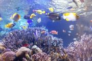 【しんどい？】拷問官「さかなクンと水族館を回れ」ワイ「いやだあああああ！！！」