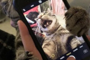 【ねこGIF】ポーカーに興じるギャンブラーな猫さん…真剣な表情がたまりませんwww