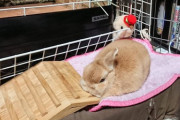【朗報】わいん家のうさぎさん、はしごを枕と勘違いしてしまう（※画像あり）